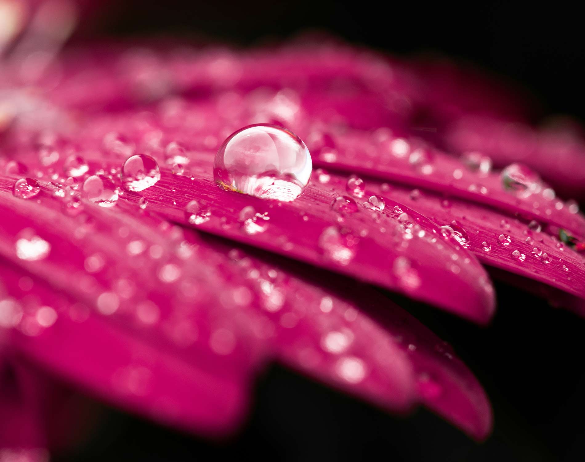 drop of water on a leaf background image