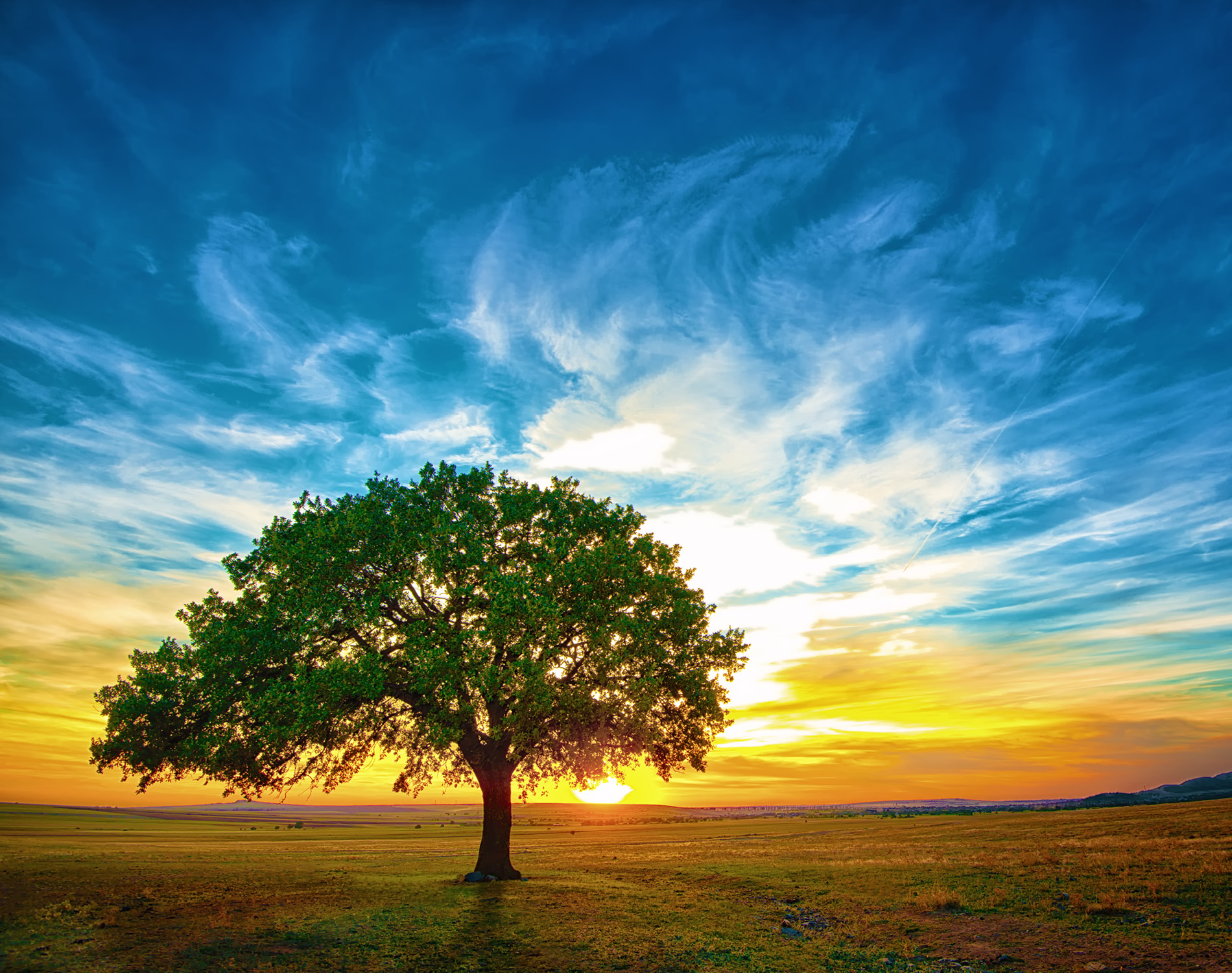 Landscape, Tree