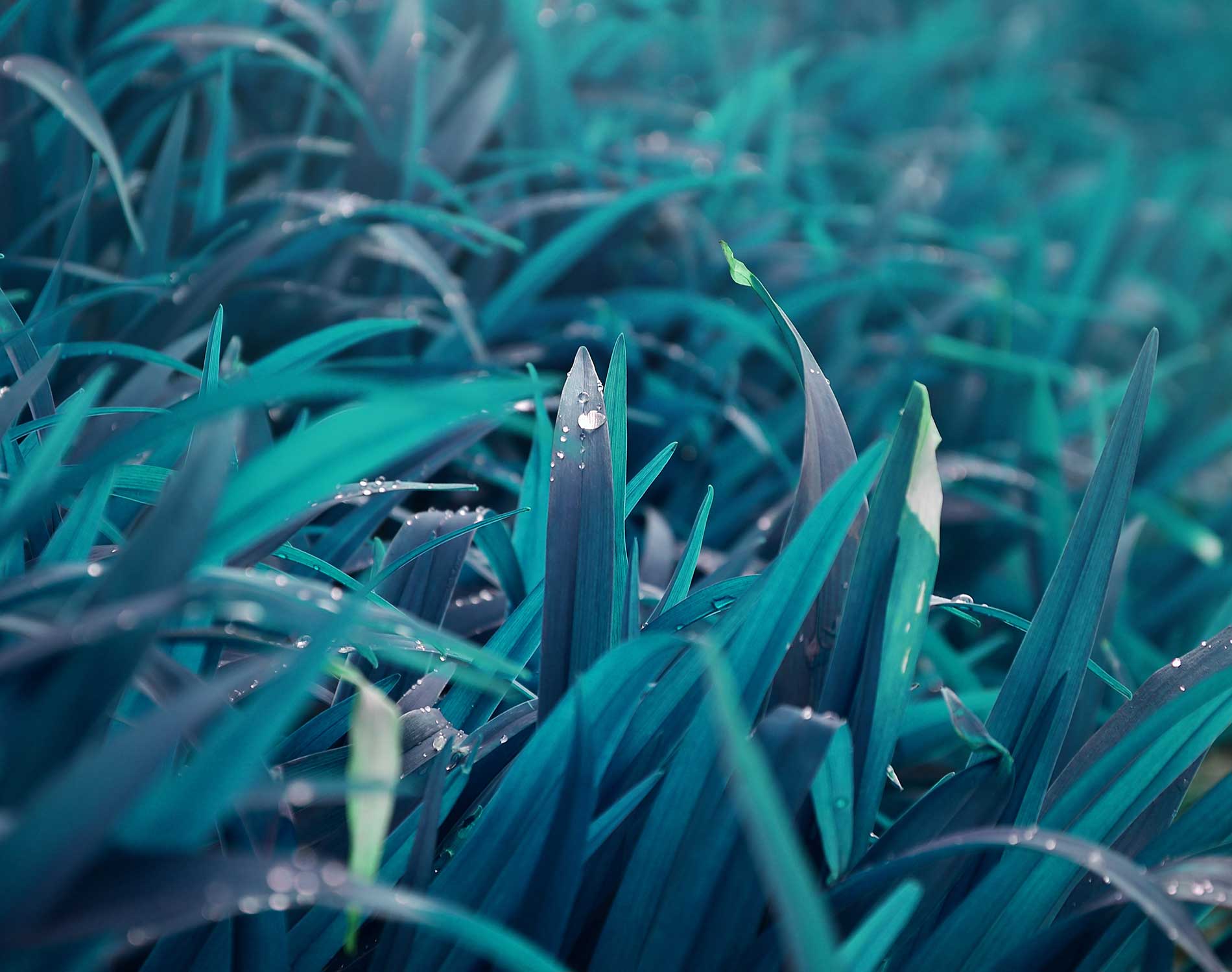 Dentons Dentons advises Triodos Investment Management on investment