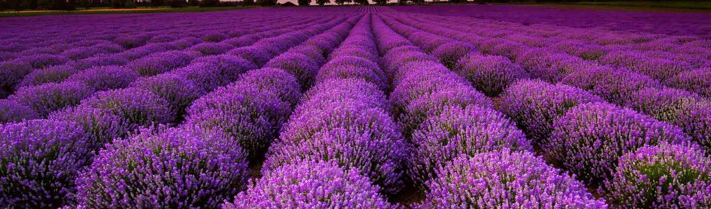 Lavender landscape image