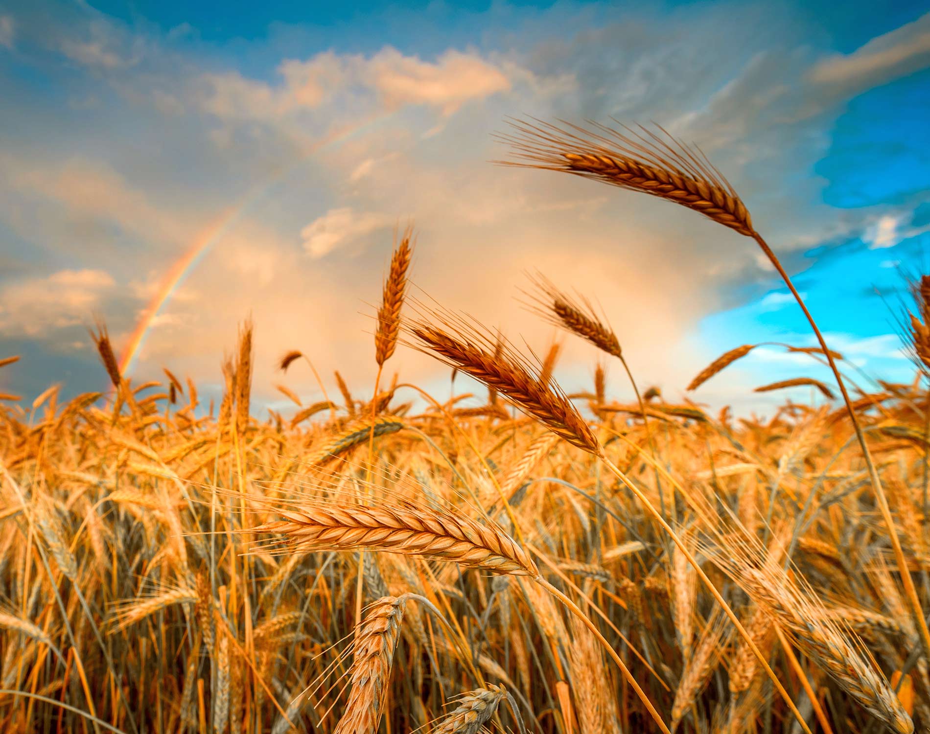 Field of golden growth barley