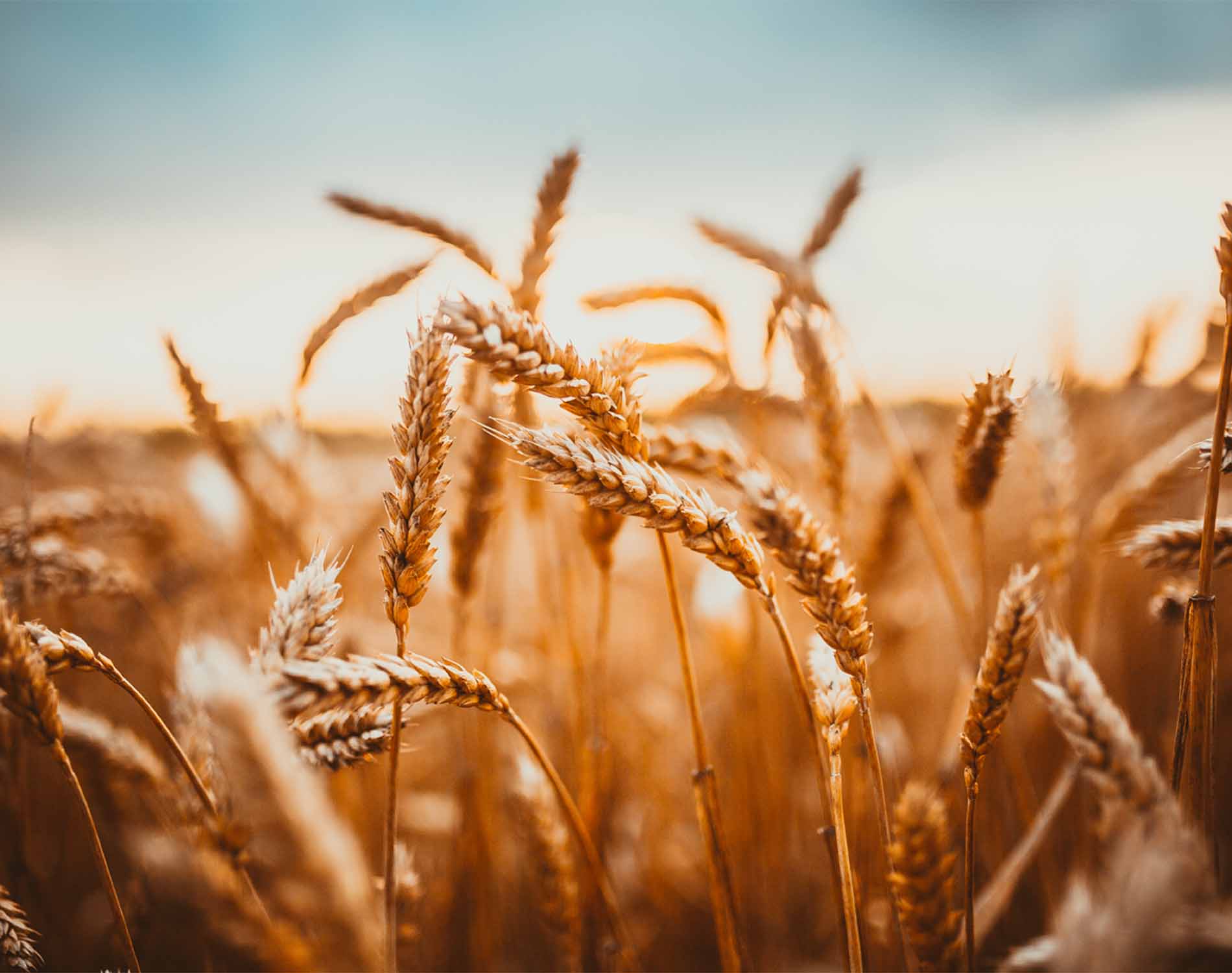 Cereal Field