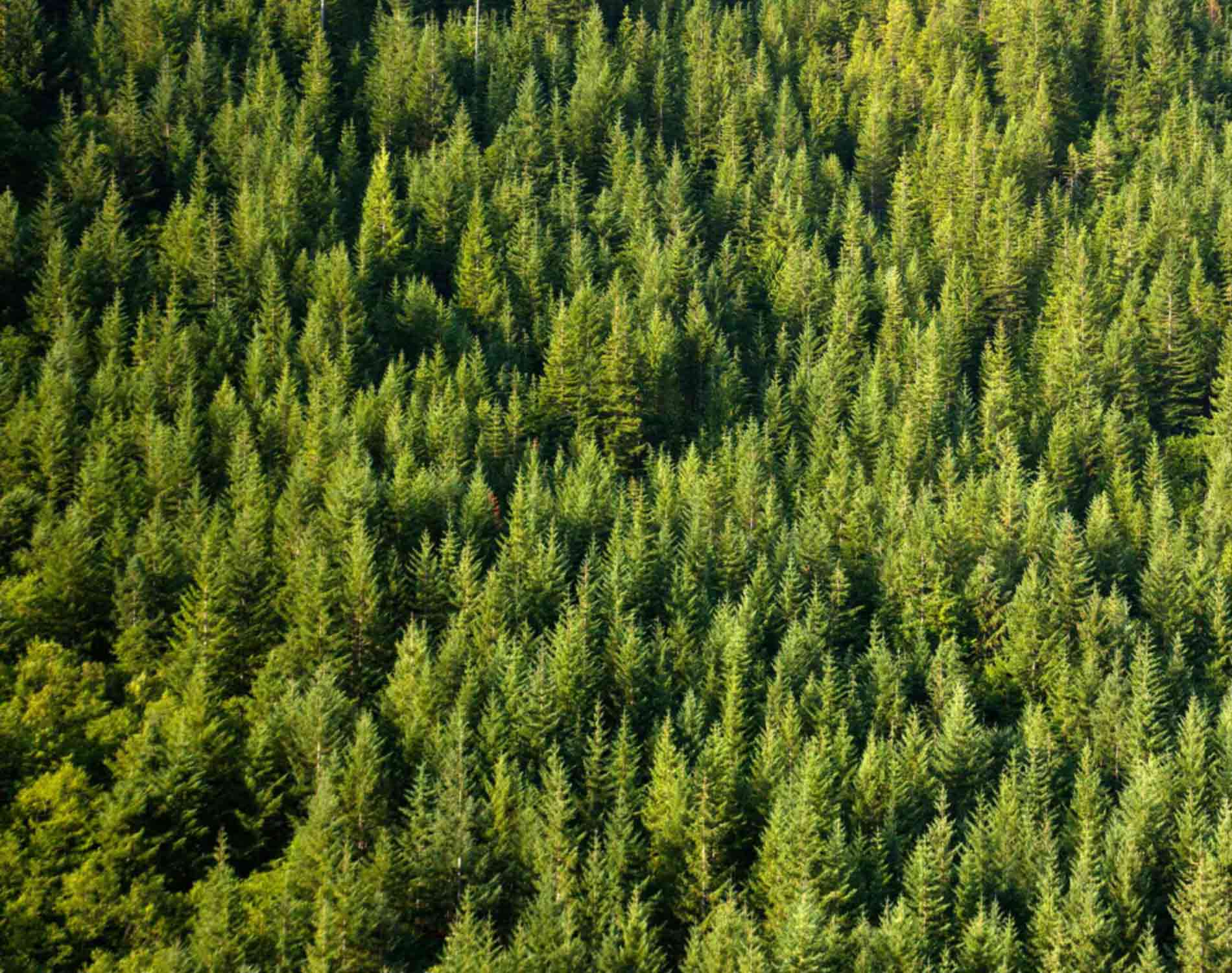 Forêt