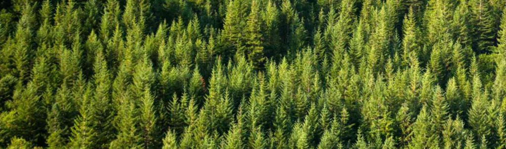 Dentons Dentons Gary Doer To Advocate For Alberta S Softwood Lumber Interests