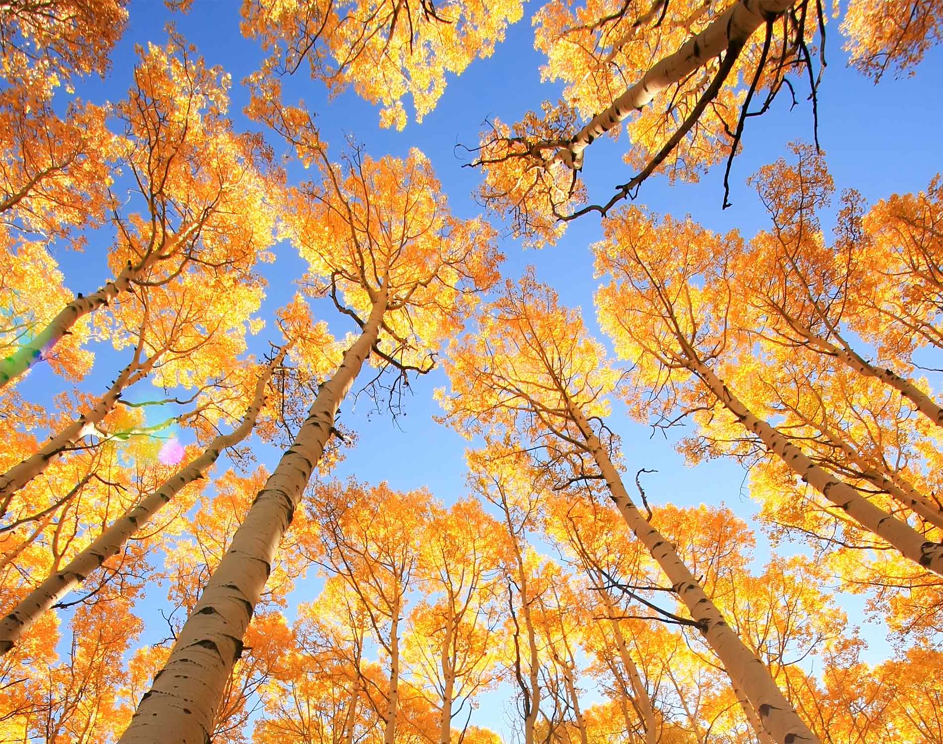 Trees in a forest looking at sky