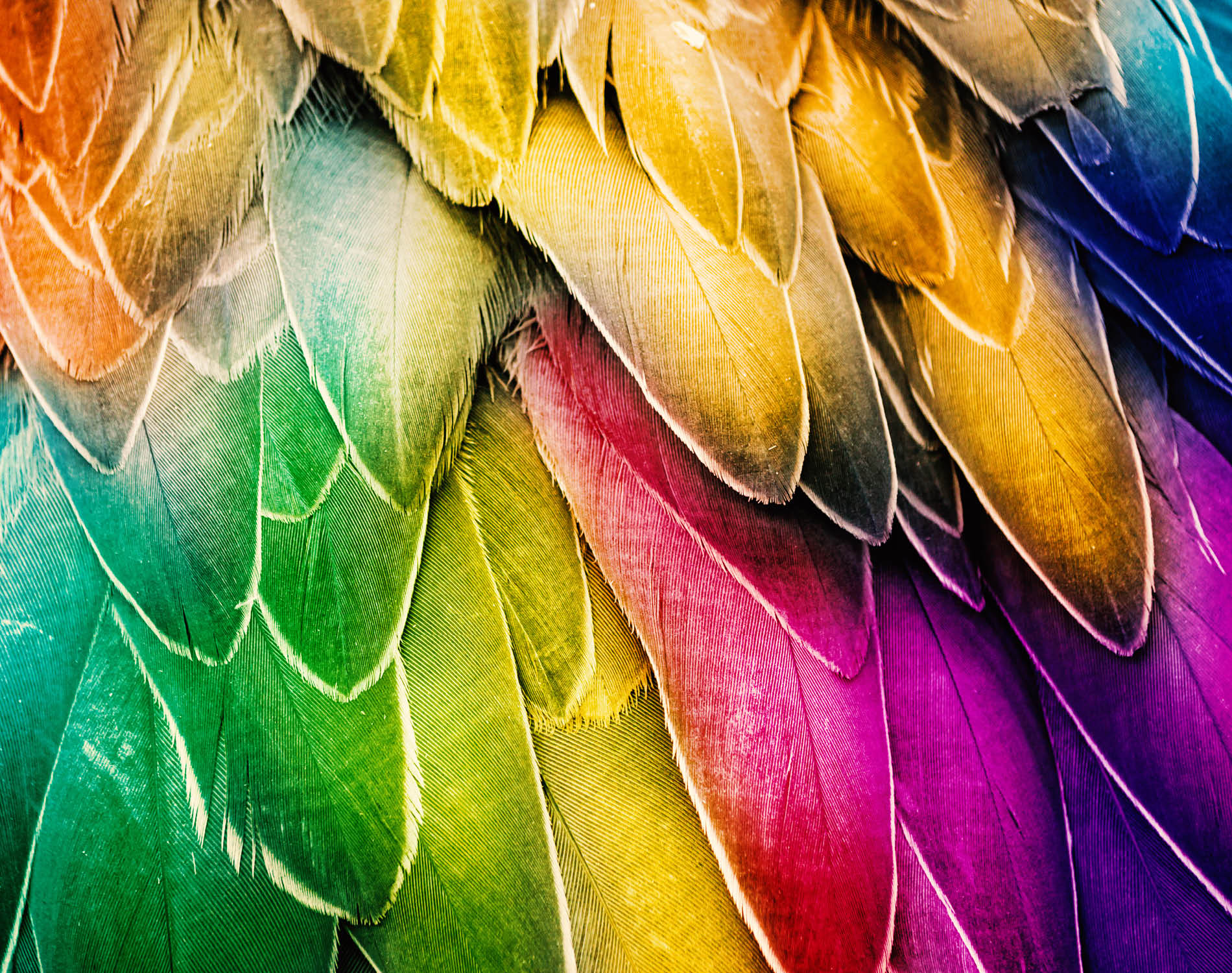 Background with colorful feathers