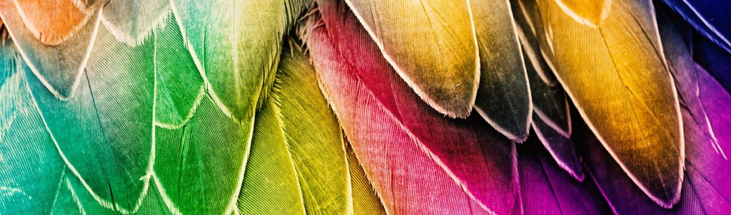 Background with colorful feathers