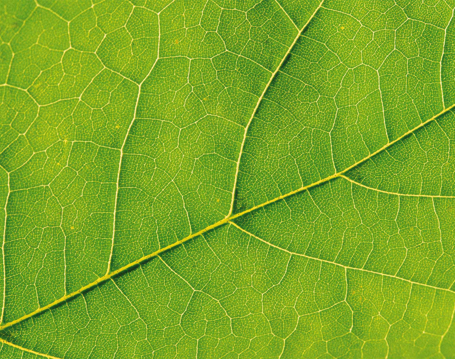 Leaf